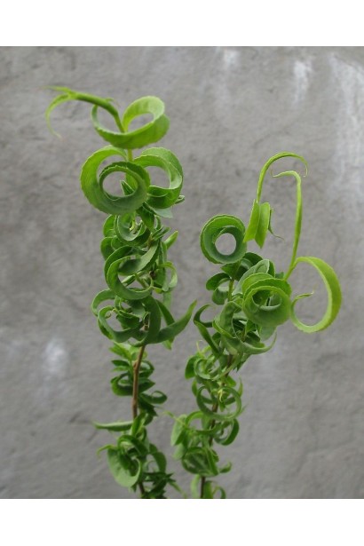 Верба вавілонська Crispa вузьке блискуче зелене листя